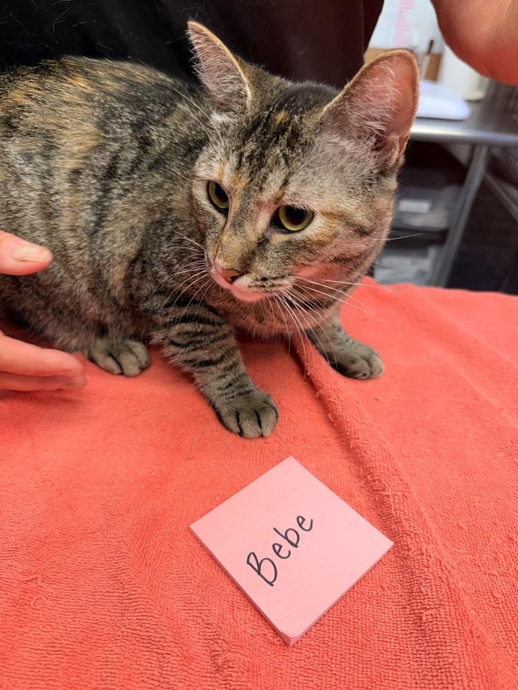 Bebe, Adoptable, Young Female Domestic Short Hair.