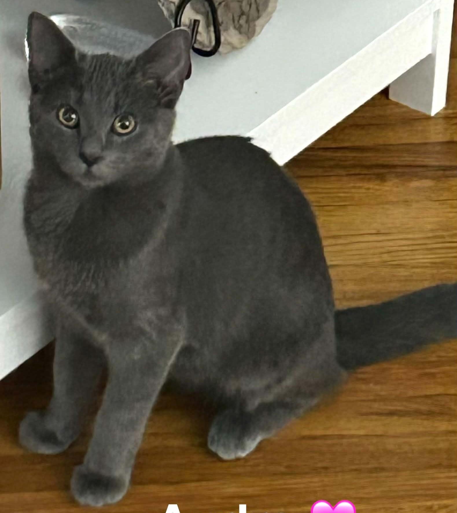 Enlarge Audra, a Adoptable mixed breed in Beckley, WV image 1/5