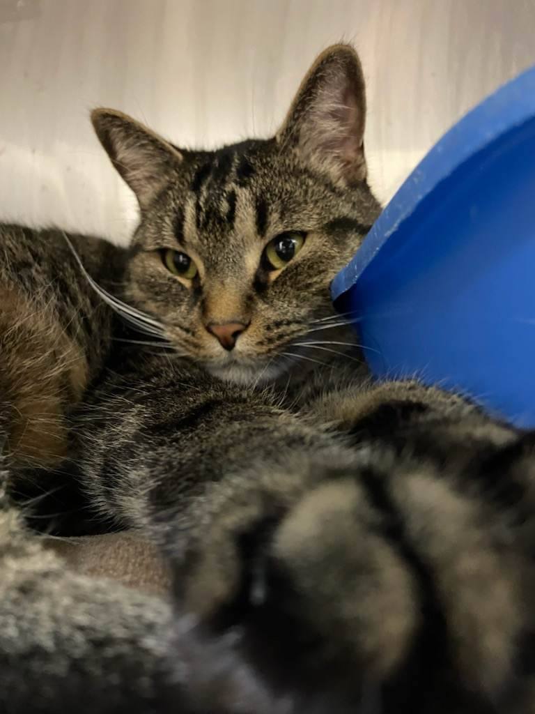 Enlarge TAZ, a Adopted Tiger in Toronto, ON image 1/10