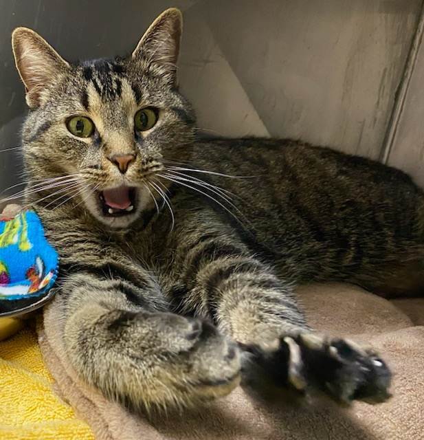 Enlarge TAZ, a Adopted Tiger in Toronto, ON image 2/10