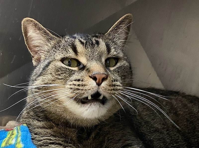 Enlarge TAZ, a Adopted Tiger in Toronto, ON image 3/10