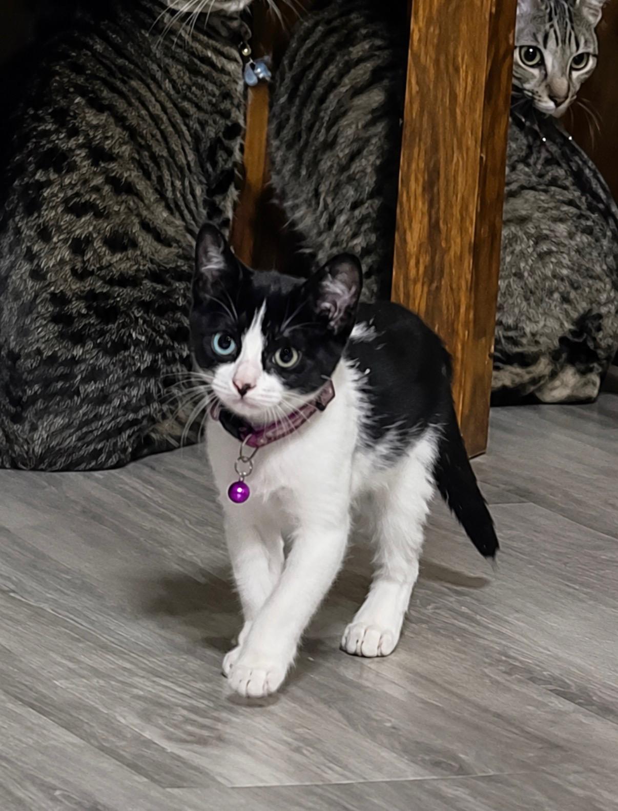 Chihiro, an adopted mixed breed in Covington, LA image 1/2