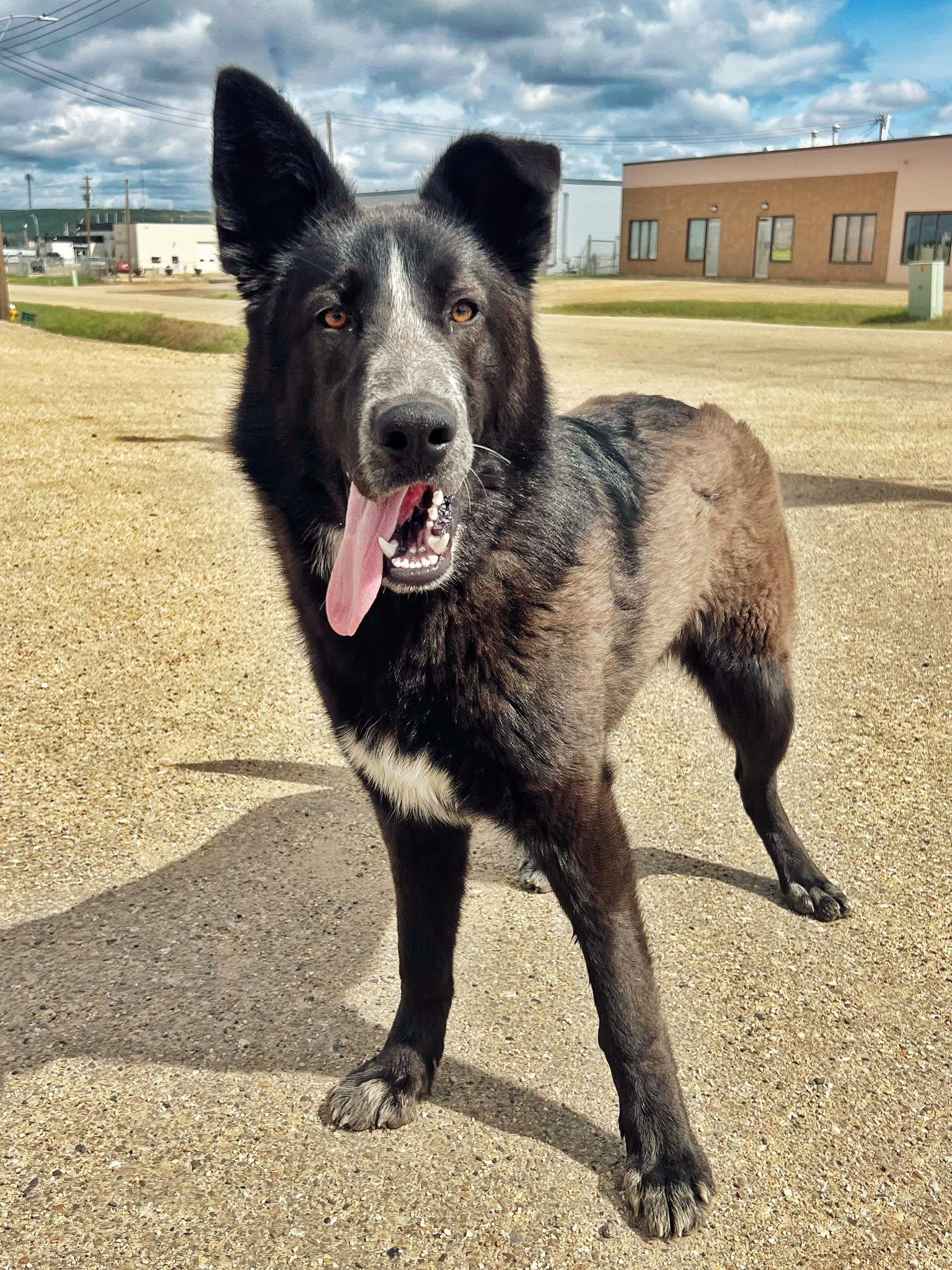 Hank, ADOPTABLE, Young Male Shepherd.