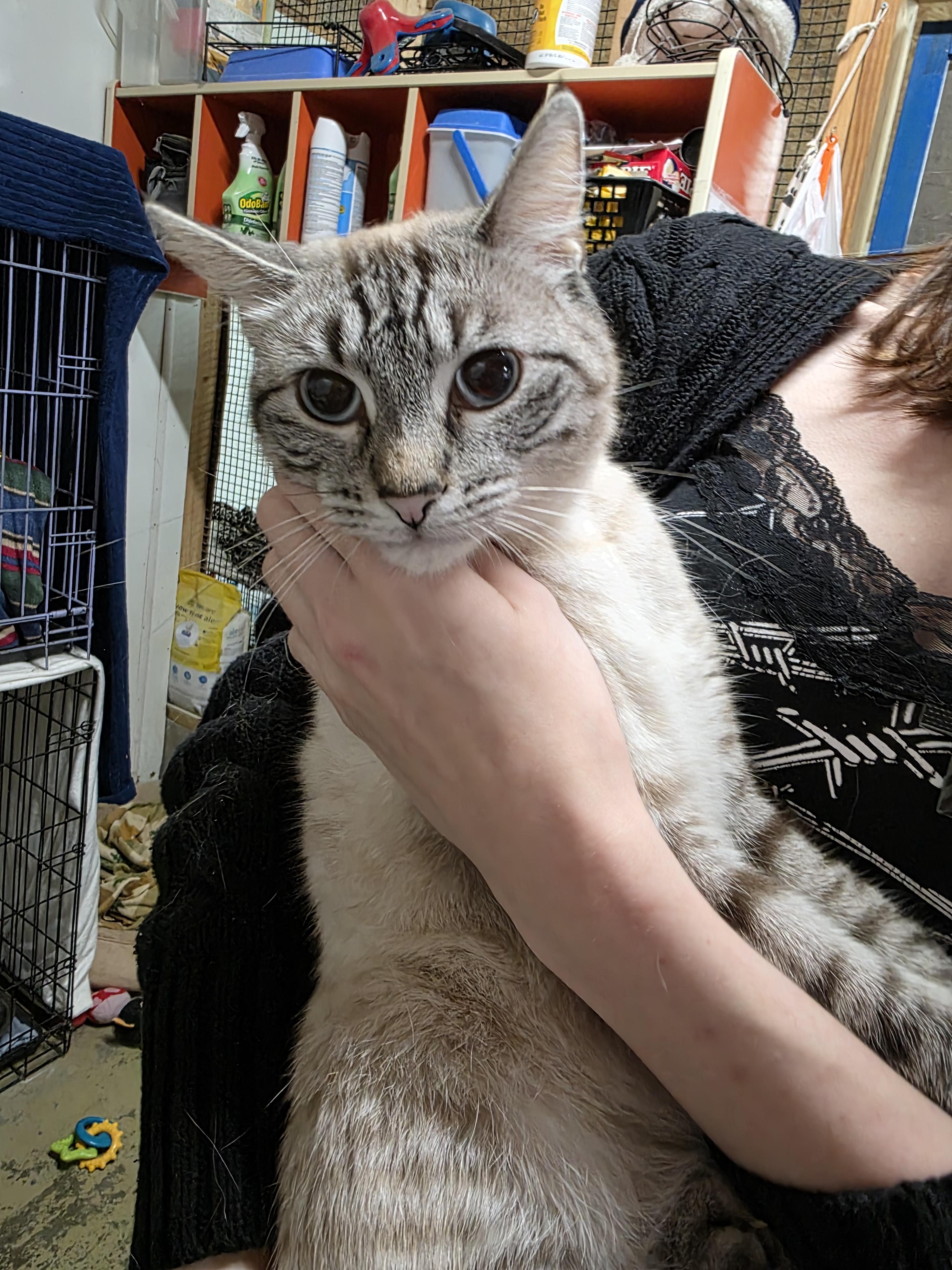 Kaylie, Adoptable, Adult Female Siamese & Tabby.