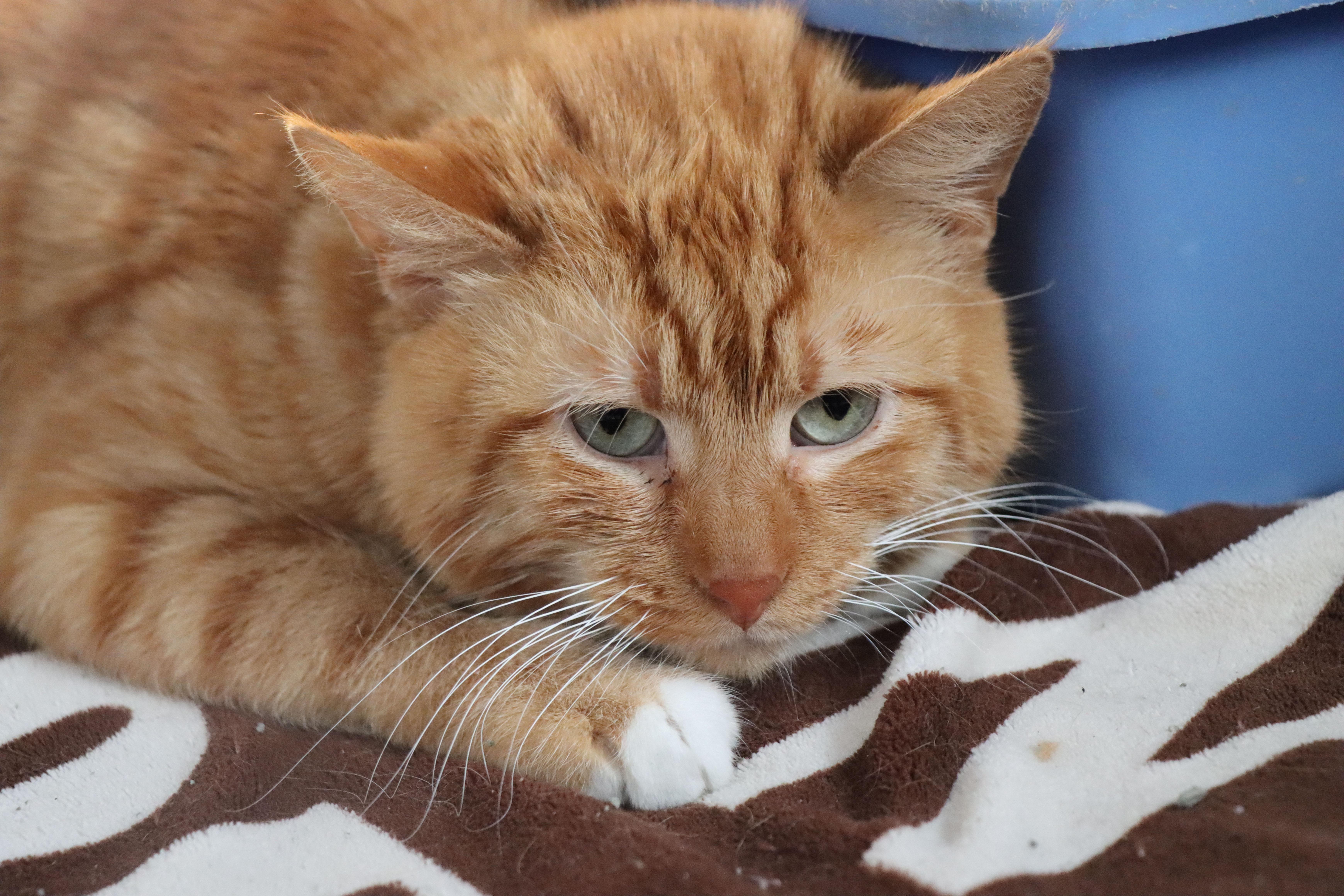 Enlarge Pretzel, an adopted Domestic Short Hair in House Springs, MO image 1/1
