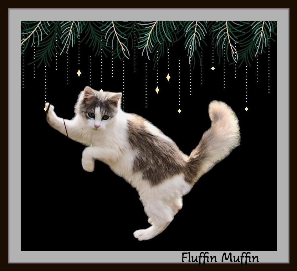 Fluffin Muffin - Adorably Cute, Playful Baby!, Baby Female Turkish Angora