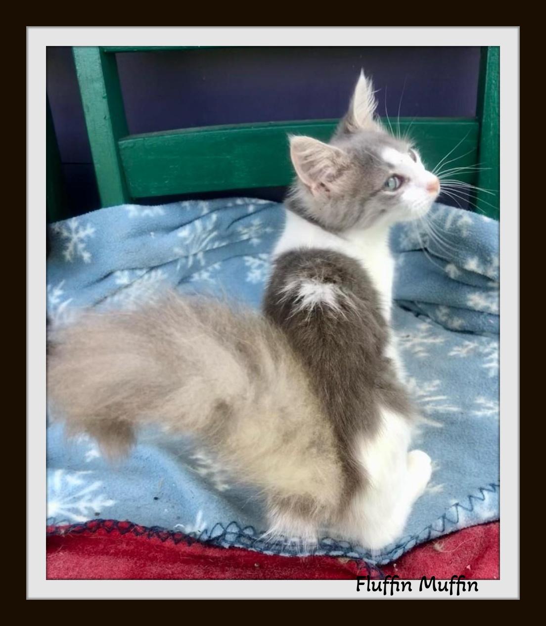 Fluffin Muffin - Adorably Cute, Playful Baby! photo 2