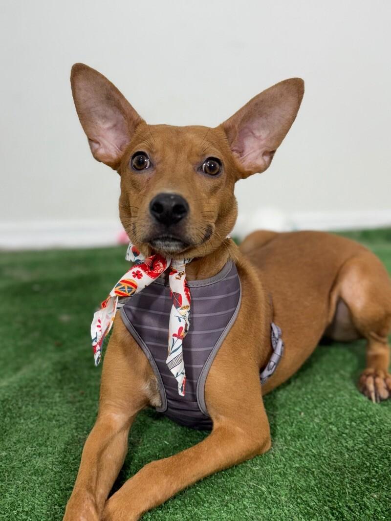 Scooby Doo, Baby Male unknown