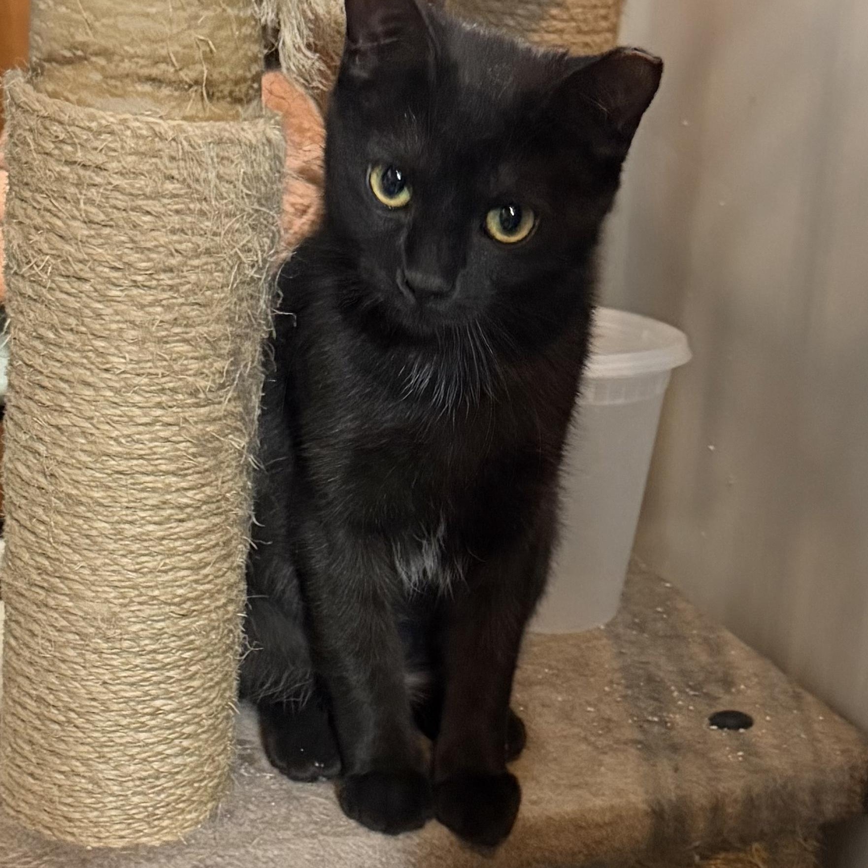 Enlarge Teelah, a ADOPTABLE Domestic Short Hair in Maple Shade, NJ image 4/6