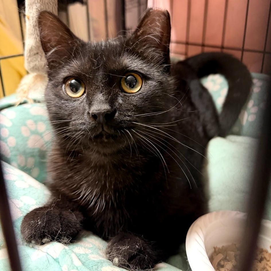 Enlarge Teelah, a ADOPTABLE Domestic Short Hair in Maple Shade, NJ image 2/6