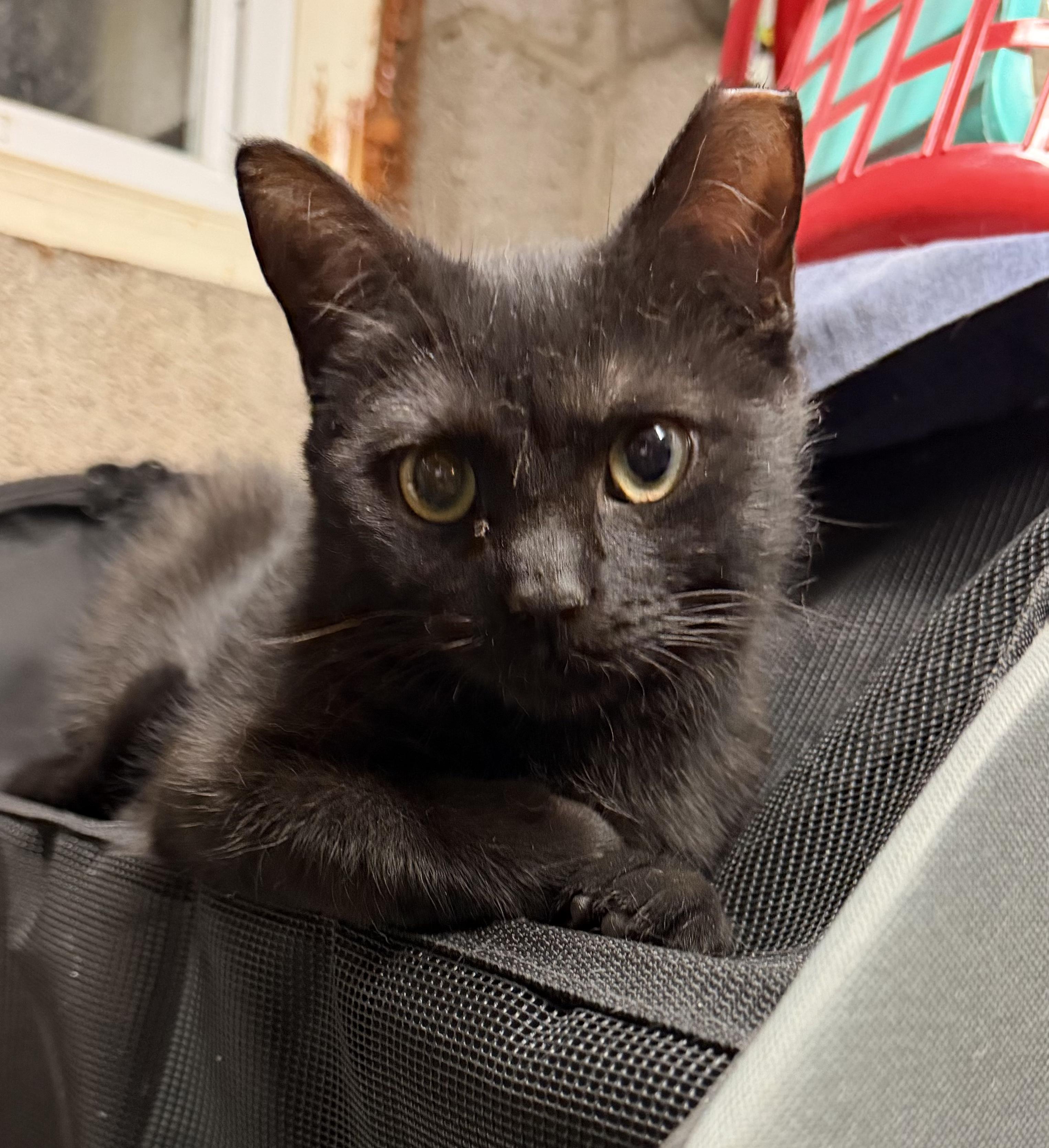Enlarge Teelah, a ADOPTABLE Domestic Short Hair in Maple Shade, NJ image 3/6