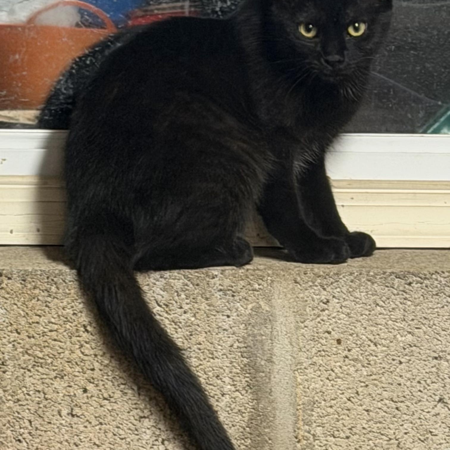 Enlarge Teelah, a ADOPTABLE Domestic Short Hair in Maple Shade, NJ image 5/6