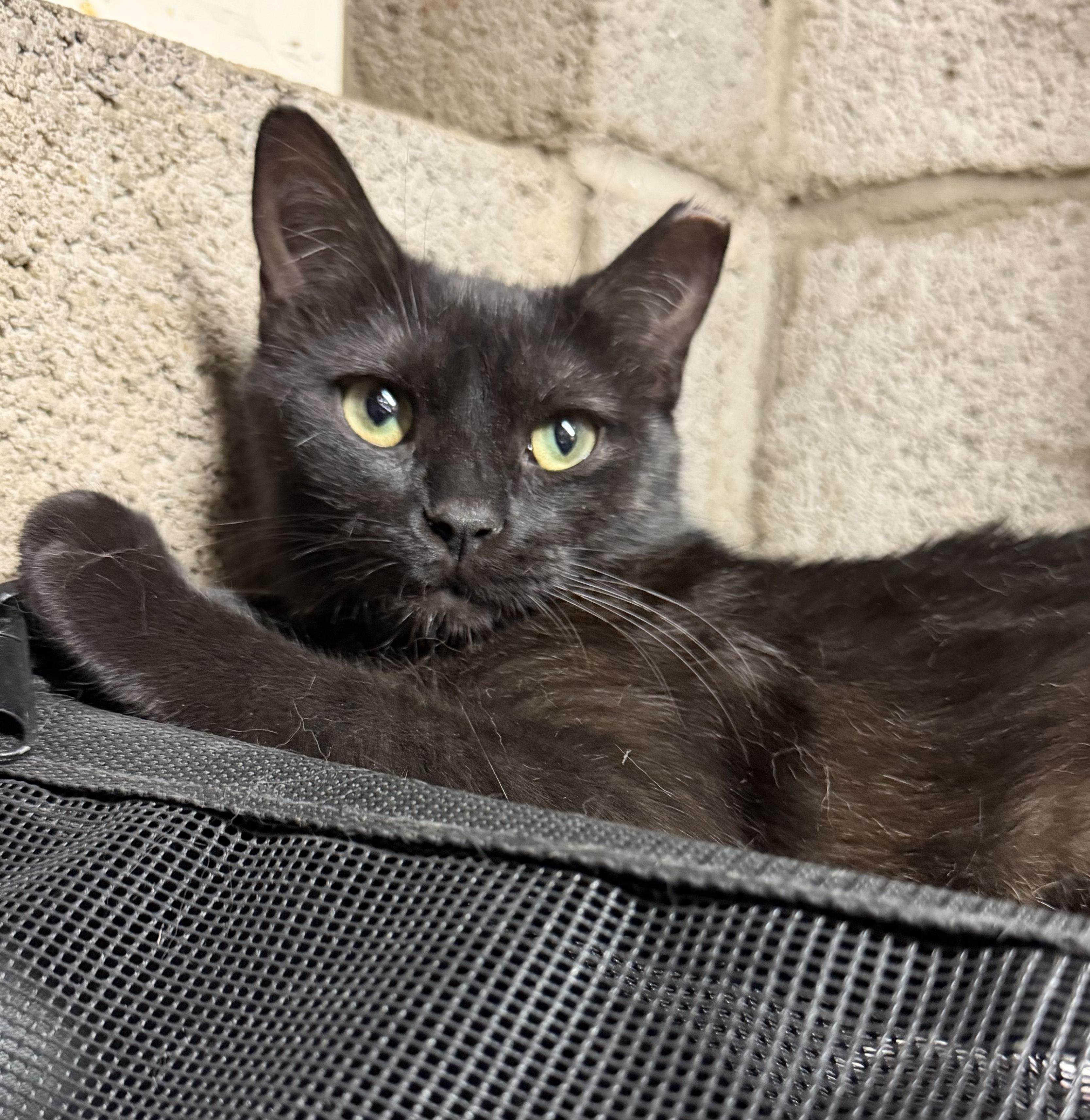 Teelah, ADOPTABLE, Young Female Domestic Short Hair.
