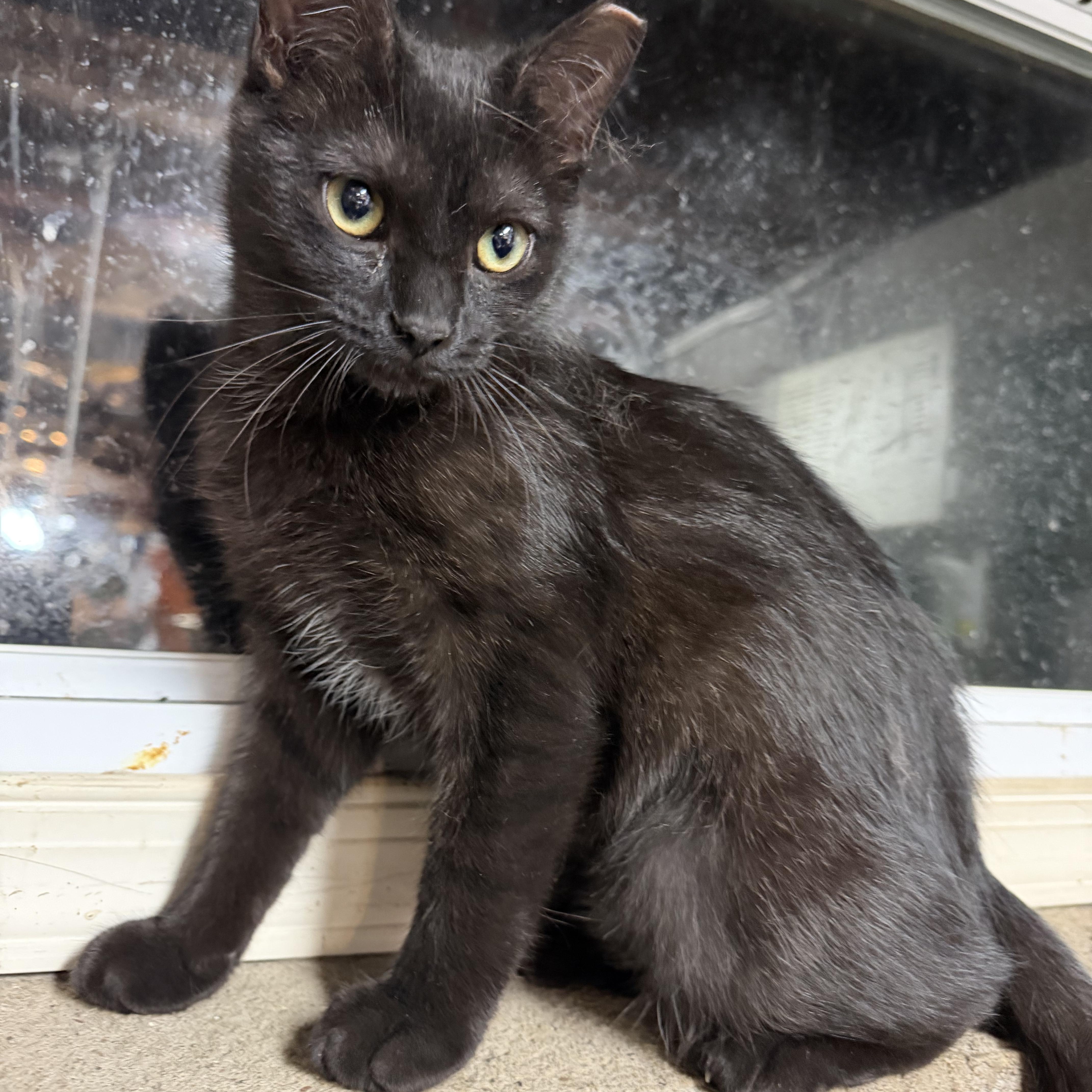 Enlarge Teelah, a ADOPTABLE Domestic Short Hair in Maple Shade, NJ image 6/6