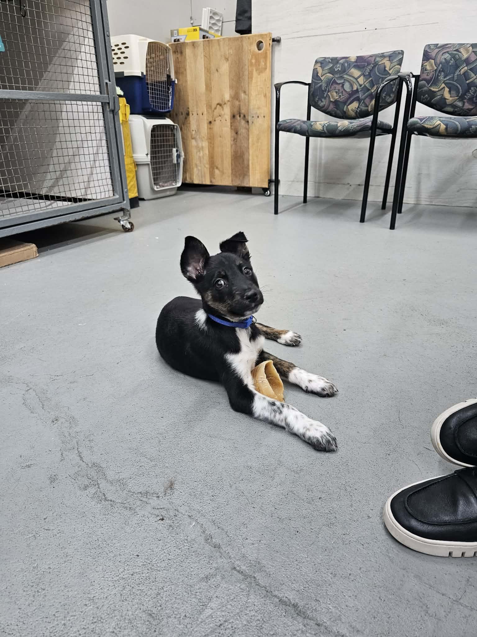 Enlarge Jasper the Tiny Puppy, an adopted mixed breed in Muskego, WI image 6/6