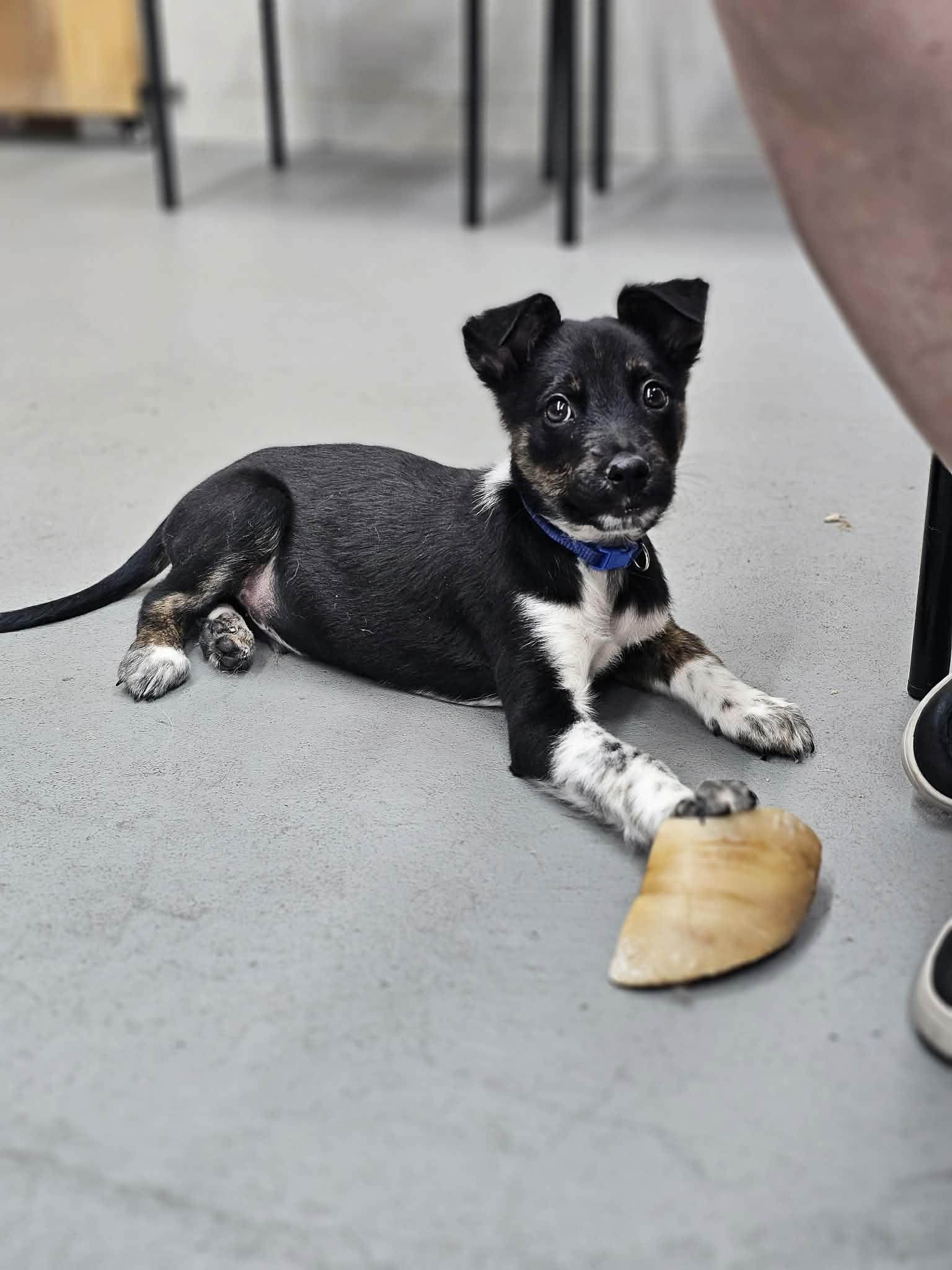Enlarge Jasper the Tiny Puppy, an adopted mixed breed in Muskego, WI image 5/6