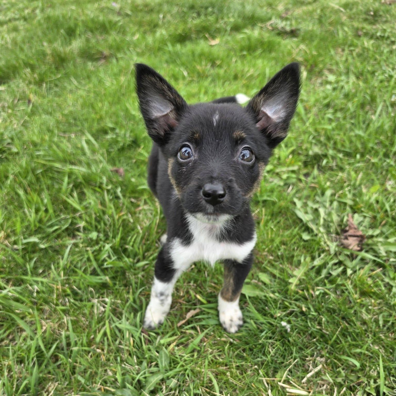 Enlarge Jasper the Tiny Puppy, an adopted mixed breed in Muskego, WI image 3/6