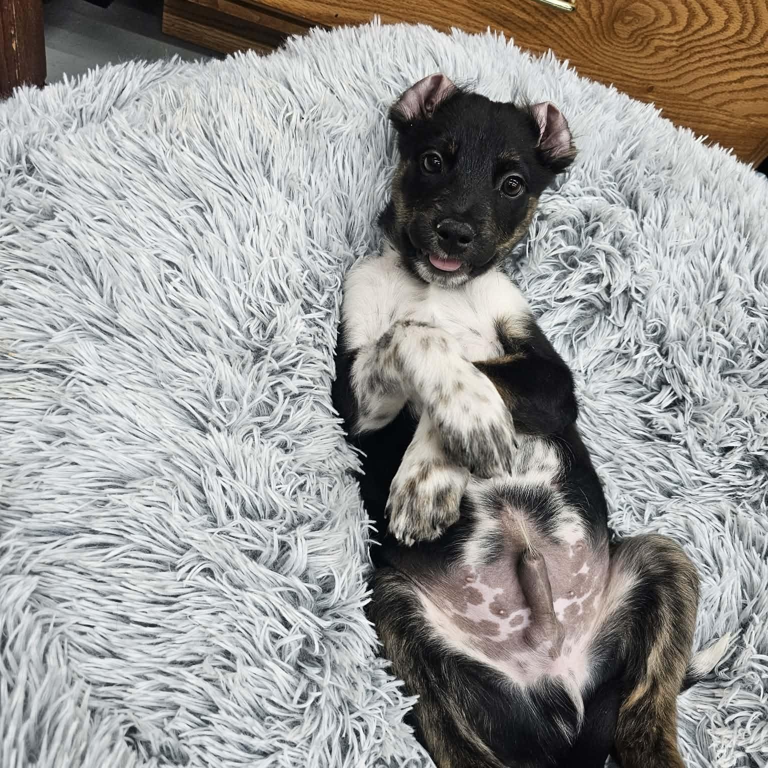 Enlarge Jasper the Tiny Puppy, an adopted mixed breed in Muskego, WI image 1/6