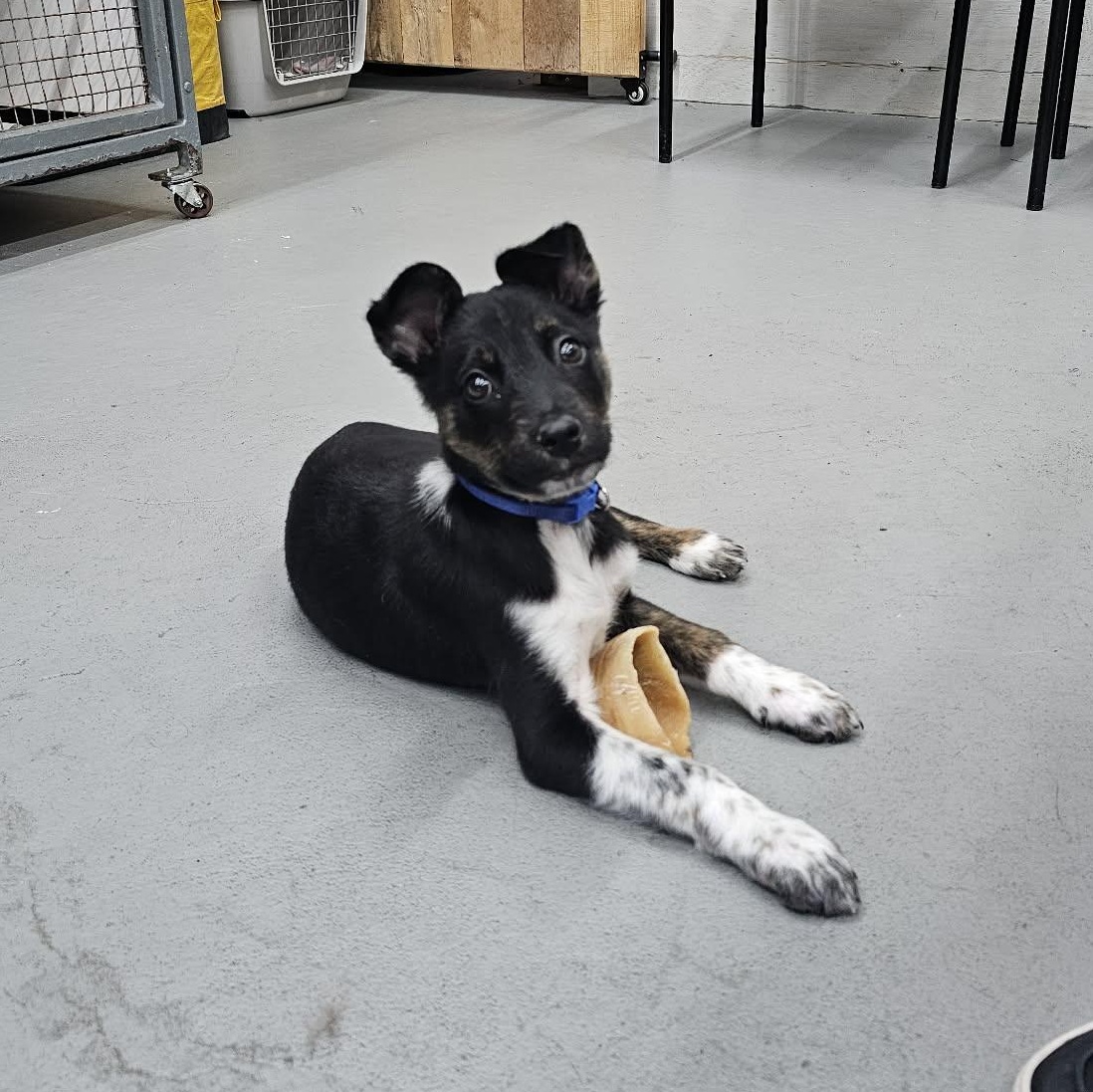 Enlarge Jasper the Tiny Puppy, an adopted mixed breed in Muskego, WI image 2/6