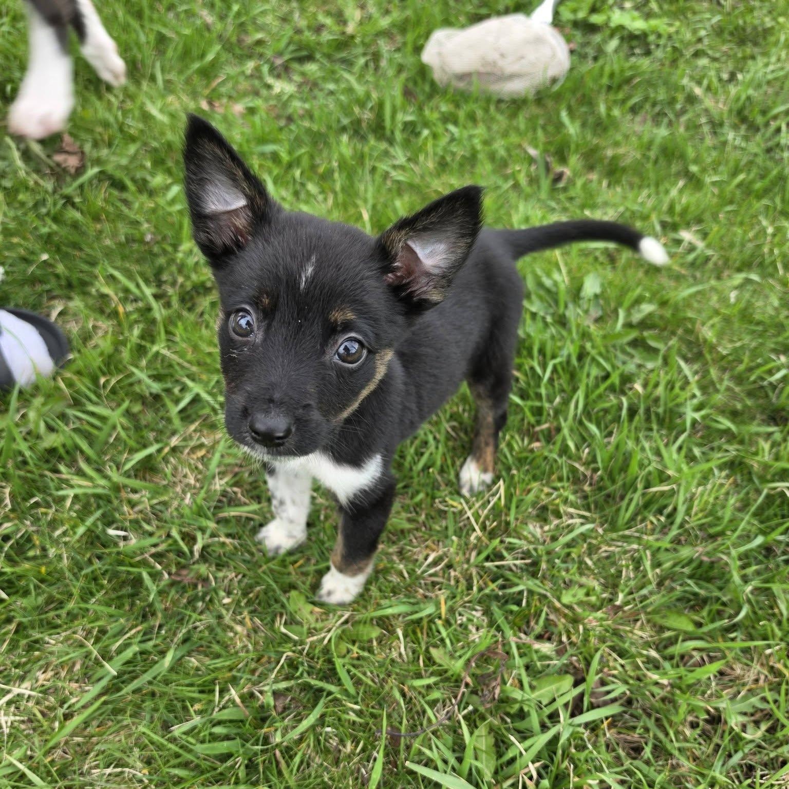 Enlarge Jasper the Tiny Puppy, an adopted mixed breed in Muskego, WI image 4/6