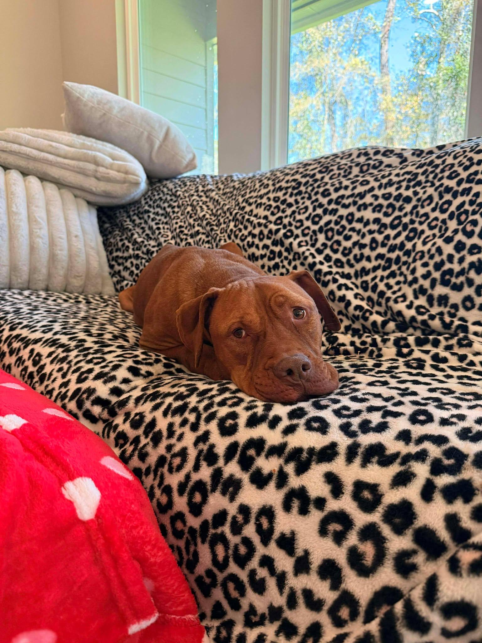 Enlarge Darla, an adopted mixed breed in Portland, ME image 5/6