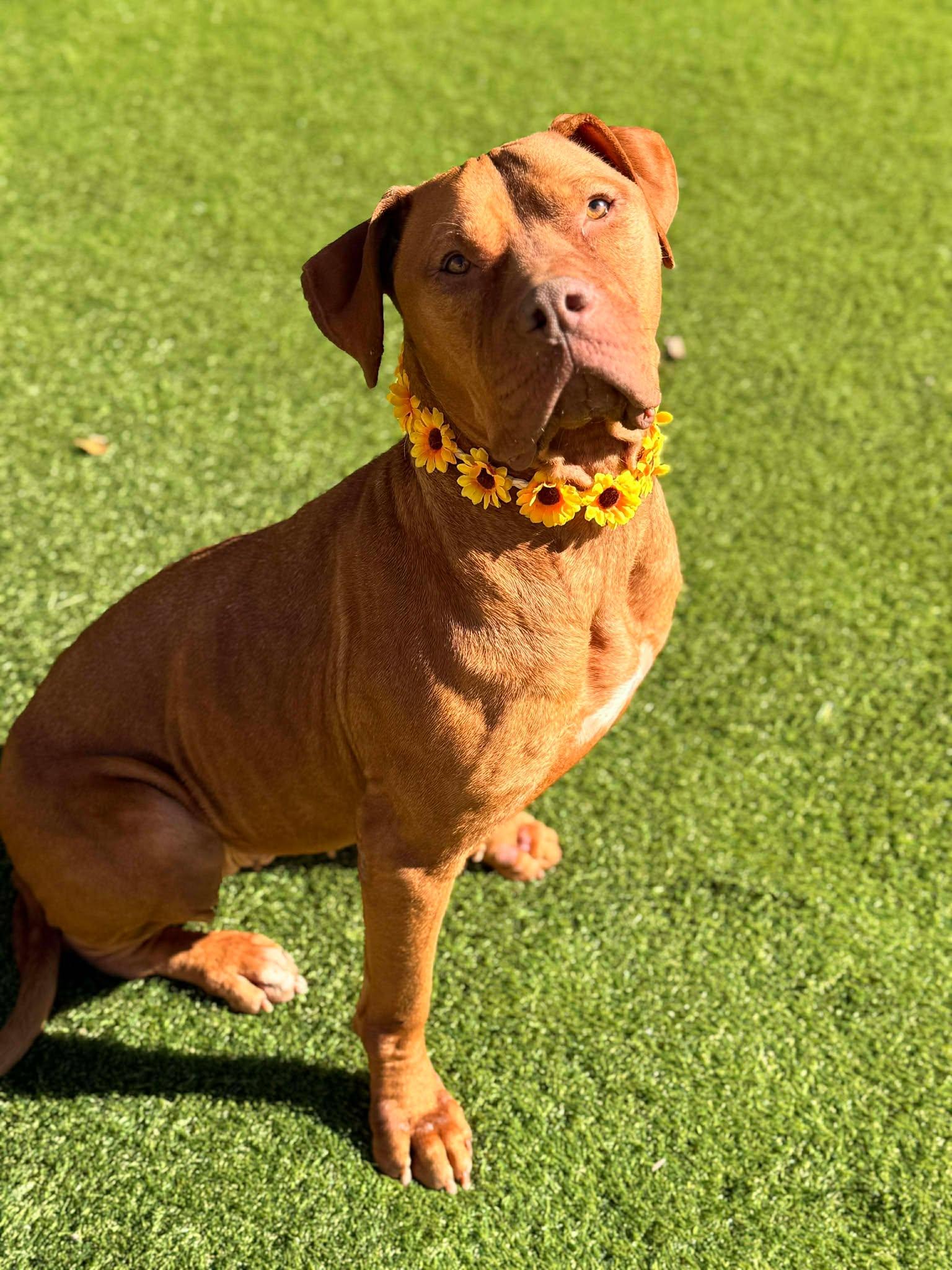 Enlarge Darla, an adopted mixed breed in Portland, ME image 2/6