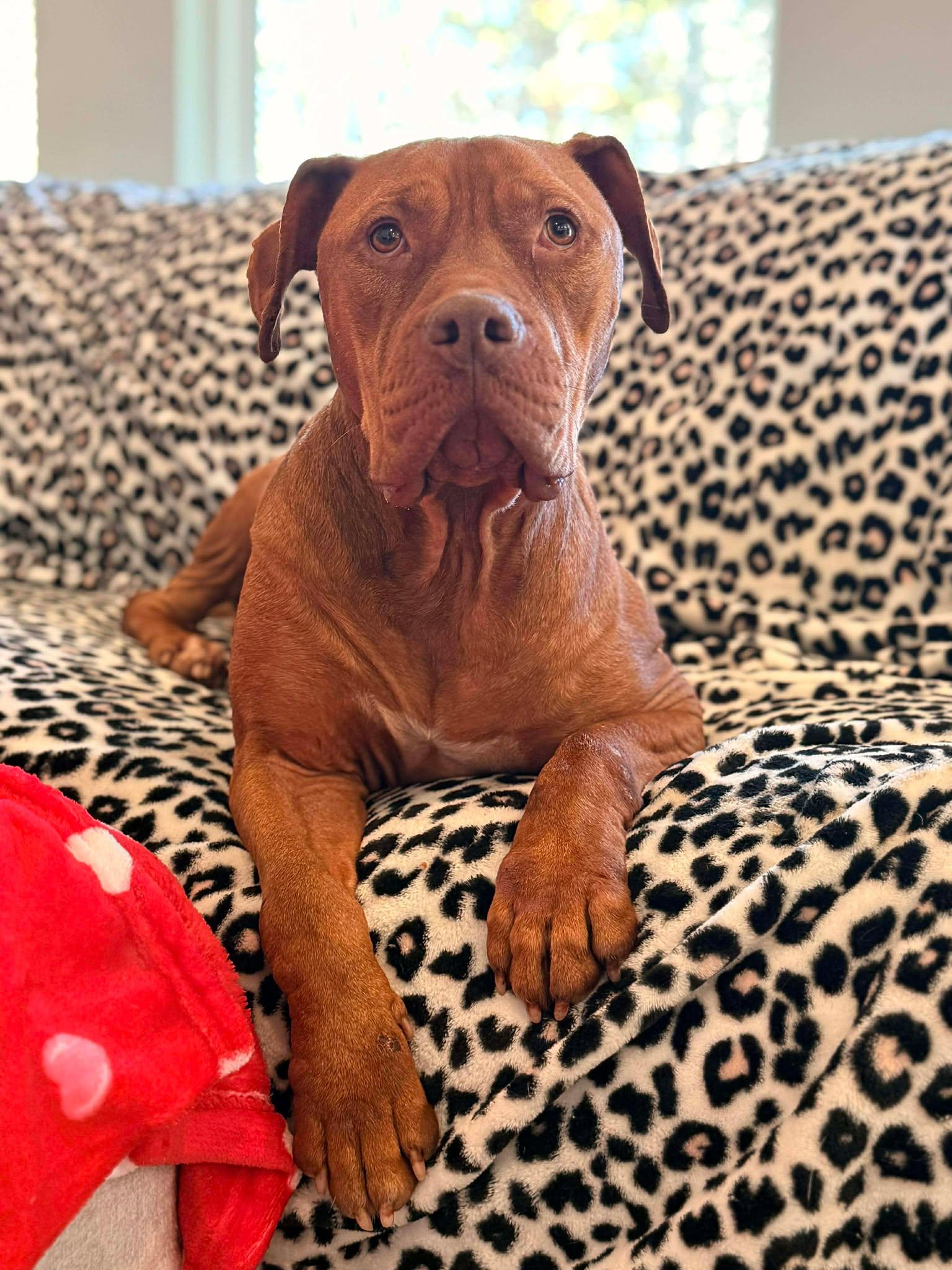 Darla, adopted, Adult Female Dogue de Bordeaux.