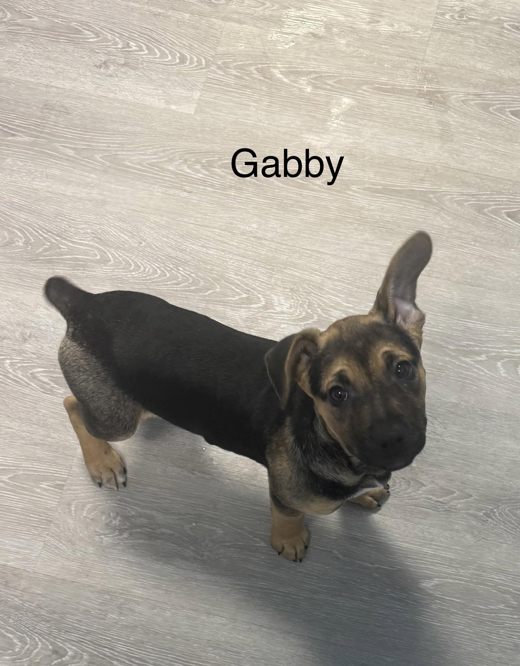 Gabby, adopted, Puppy Female Shepherd & Hound.
