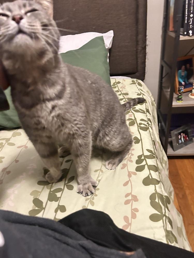 Enlarge Duckie (26-062 C), a Adoptable Domestic Short Hair in Lansing, MI image 3/3