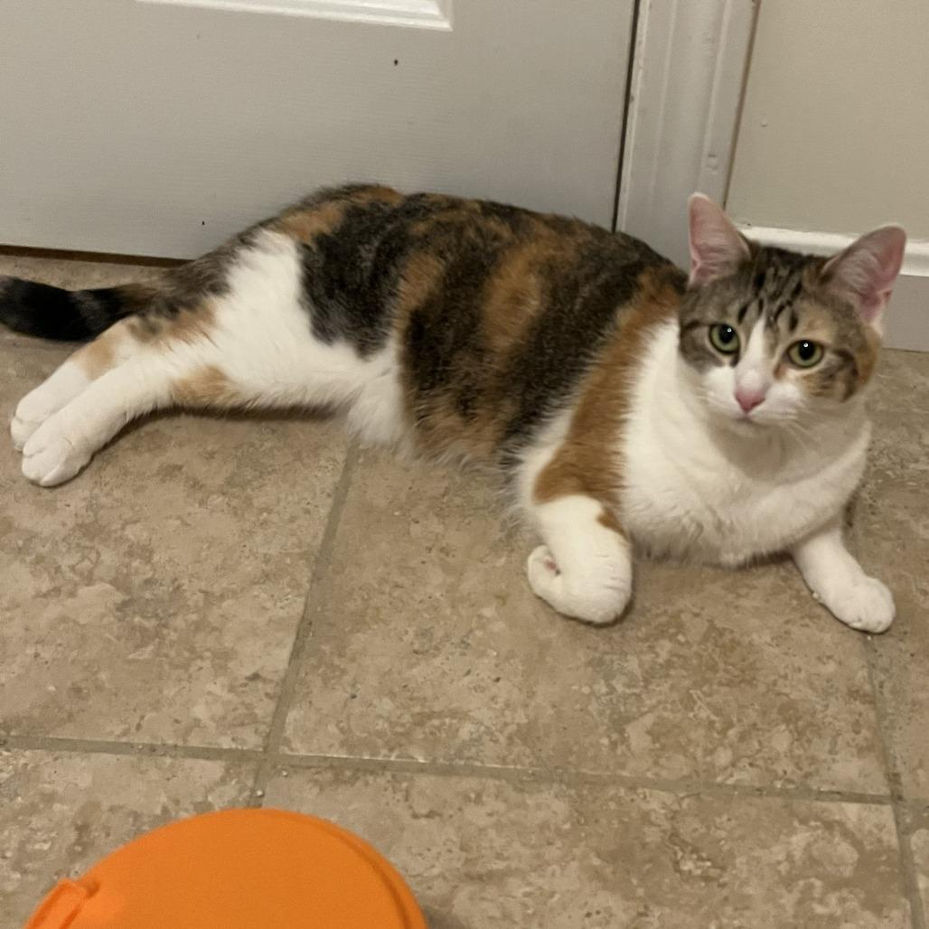 Beanie, a Adoptable Domestic Short Hair in Wakefield, MA image 3/4