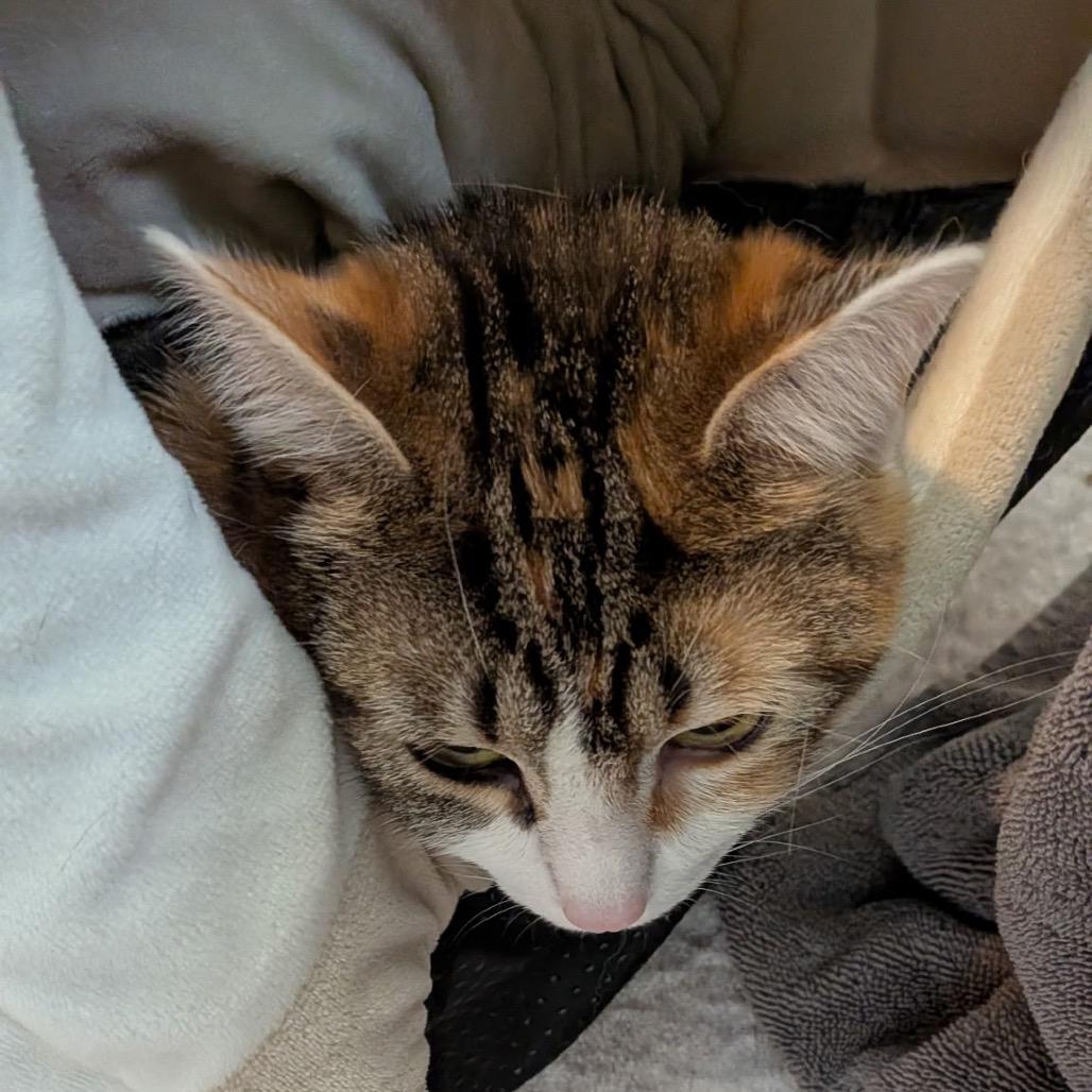 Beanie, a Adoptable Domestic Short Hair in Wakefield, MA image 4/4