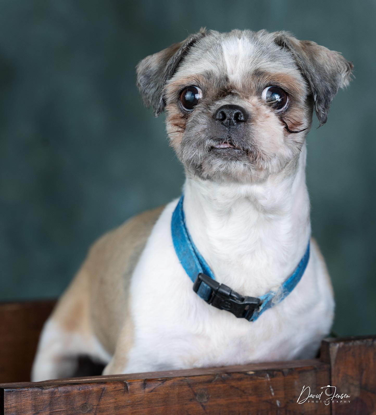 Rusty, ADOPTABLE, Adult Male Shih Tzu.