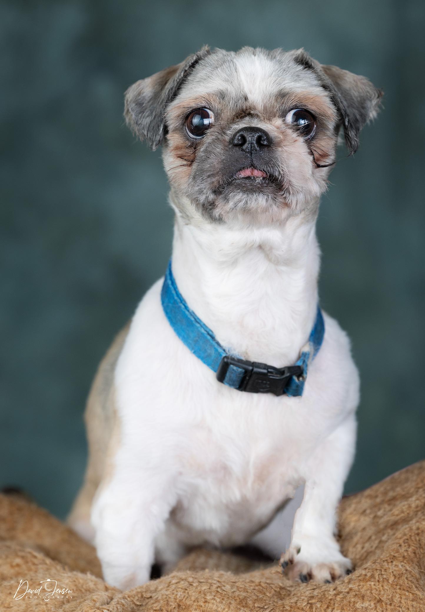 Enlarge Rusty, a ADOPTABLE Shih Tzu in Anchorage, AK image 2/2
