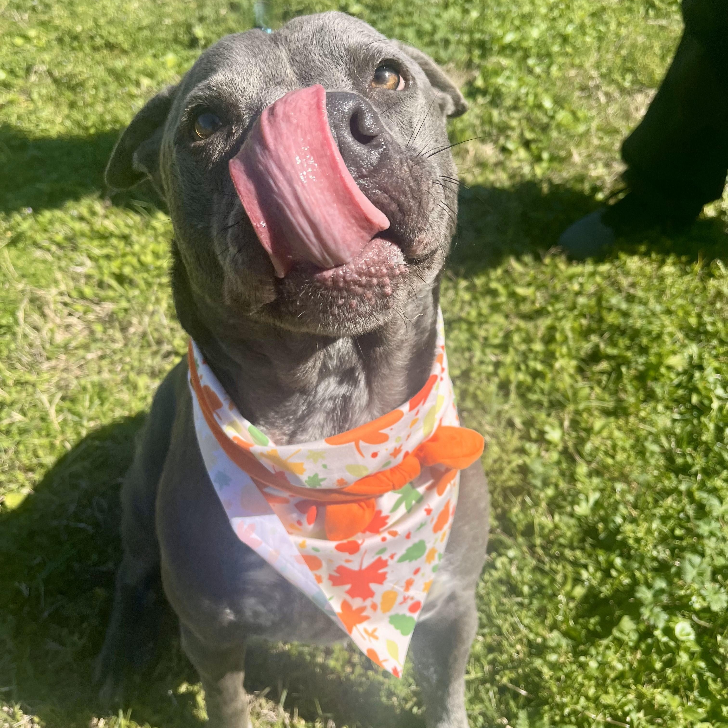 Gator — thumbnail 2