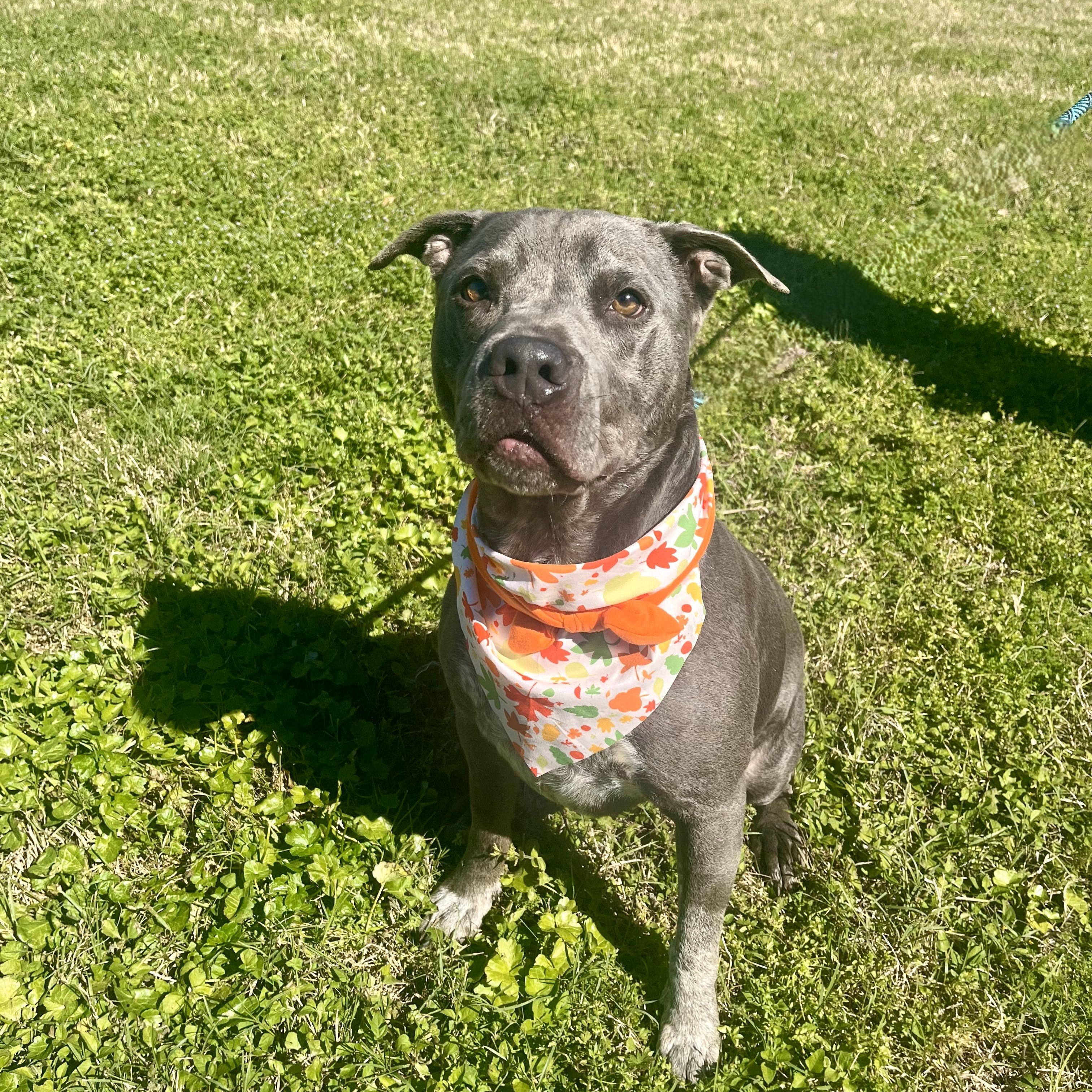 Gator — thumbnail 4