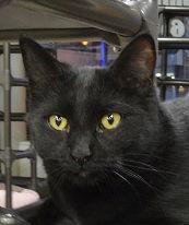 ABBY, Adoptable, Adult Female Domestic Short Hair.