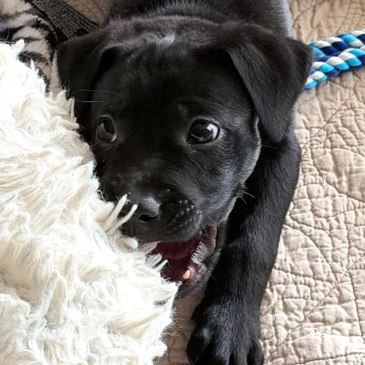 Ransom, a Adoptable mixed breed in Minooka, IL image 2/6