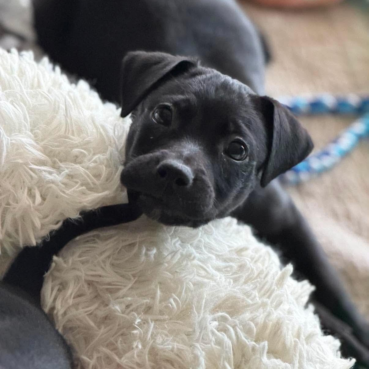 Ransom, a Adoptable mixed breed in Minooka, IL image 3/6