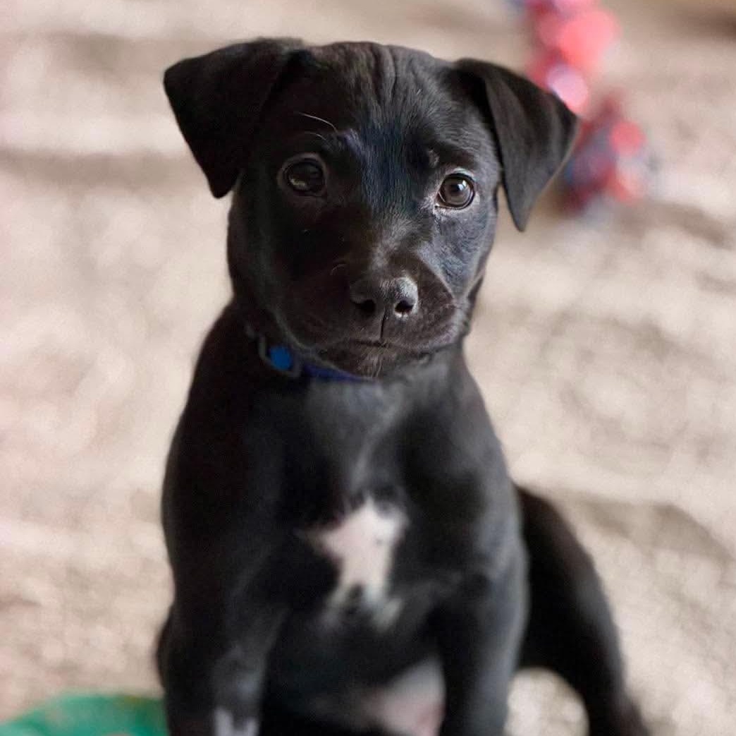 Ransom, Adoptable, Puppy Male Mixed Breed & Beagle.