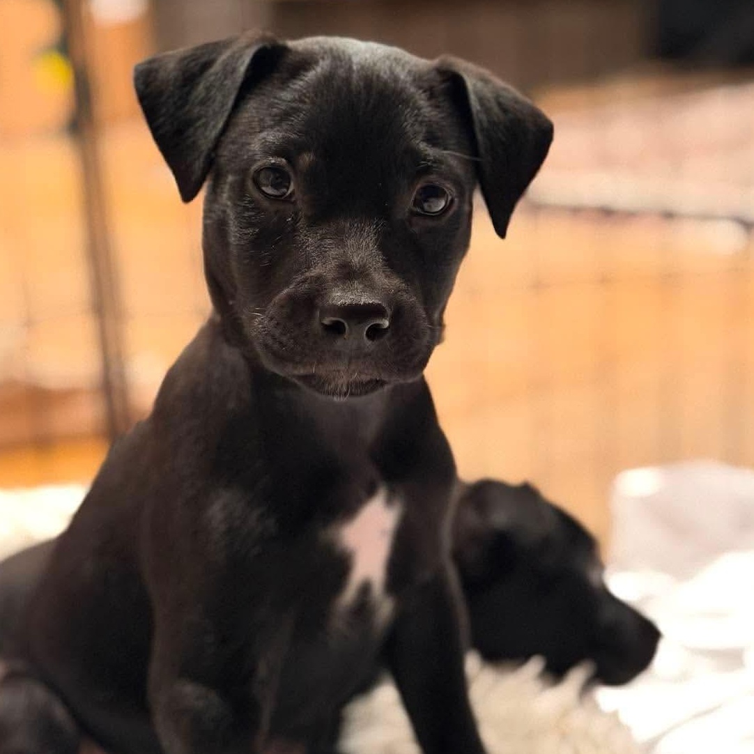 Ransom, a Adoptable mixed breed in Minooka, IL image 4/6