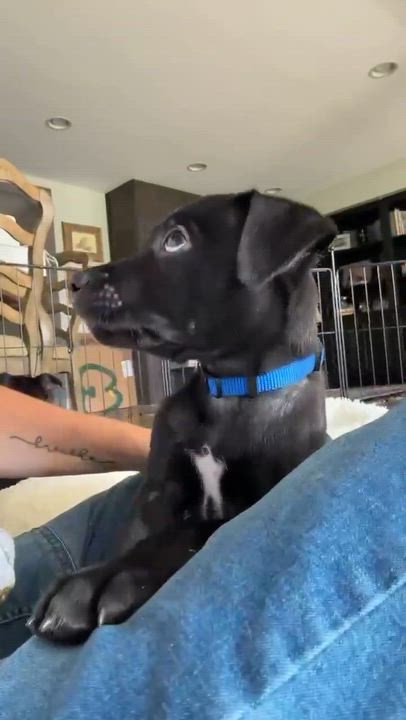 Enlarge Ransom, a Adoptable mixed breed in Minooka, IL video 6/6