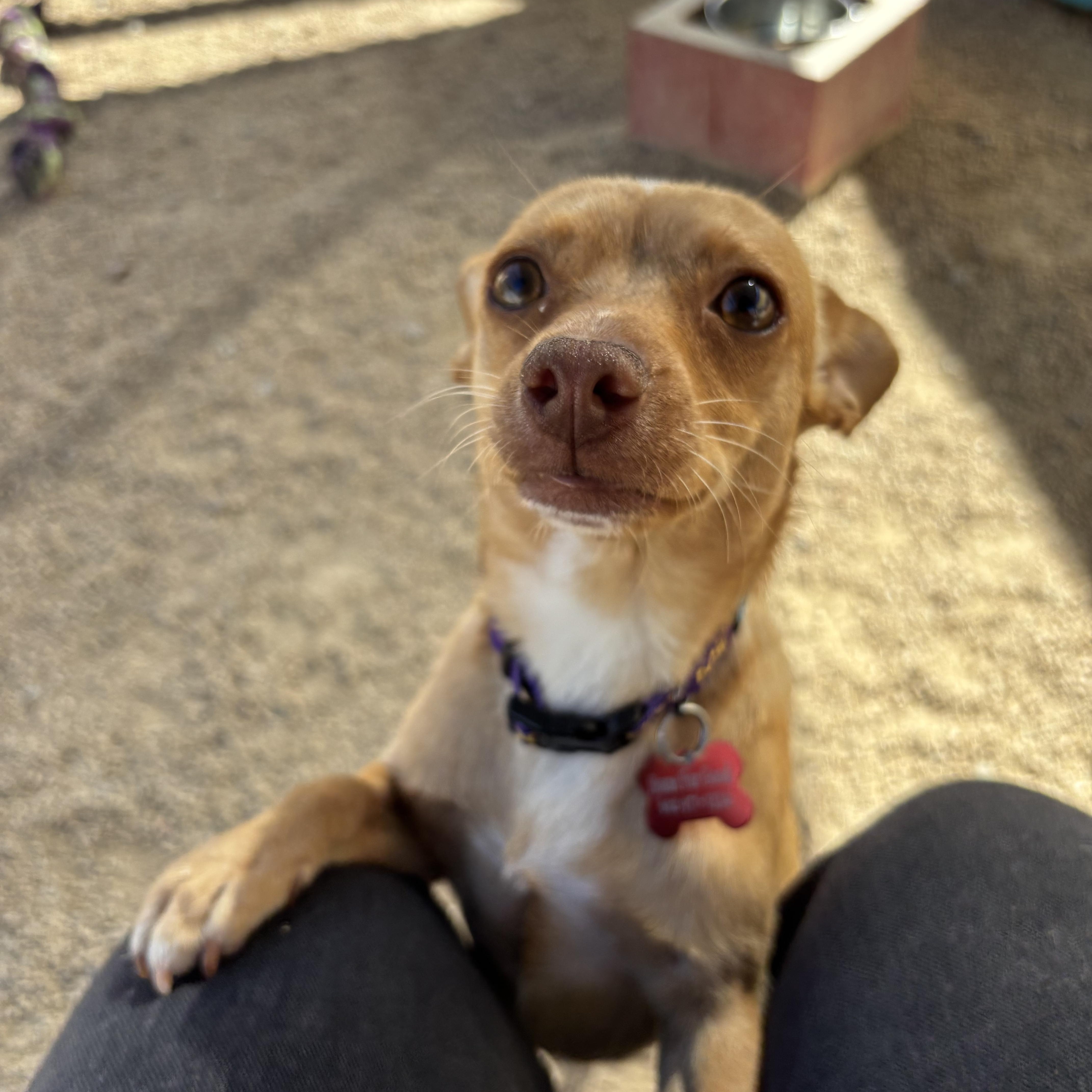 Enlarge Jitterbug, an adopted Chihuahua in Phoenix, AZ image 2/6