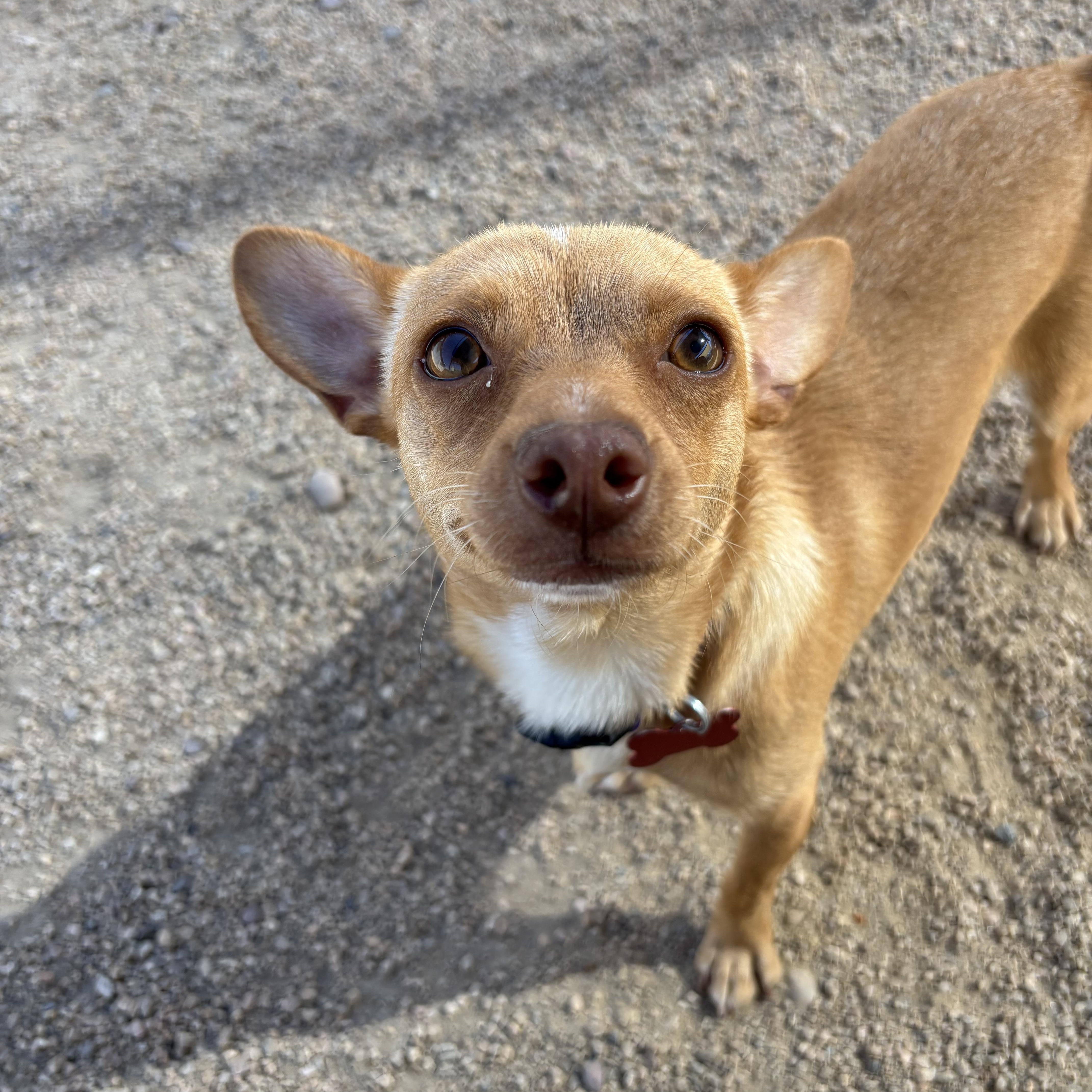 Enlarge Jitterbug, an adopted Chihuahua in Phoenix, AZ image 1/6