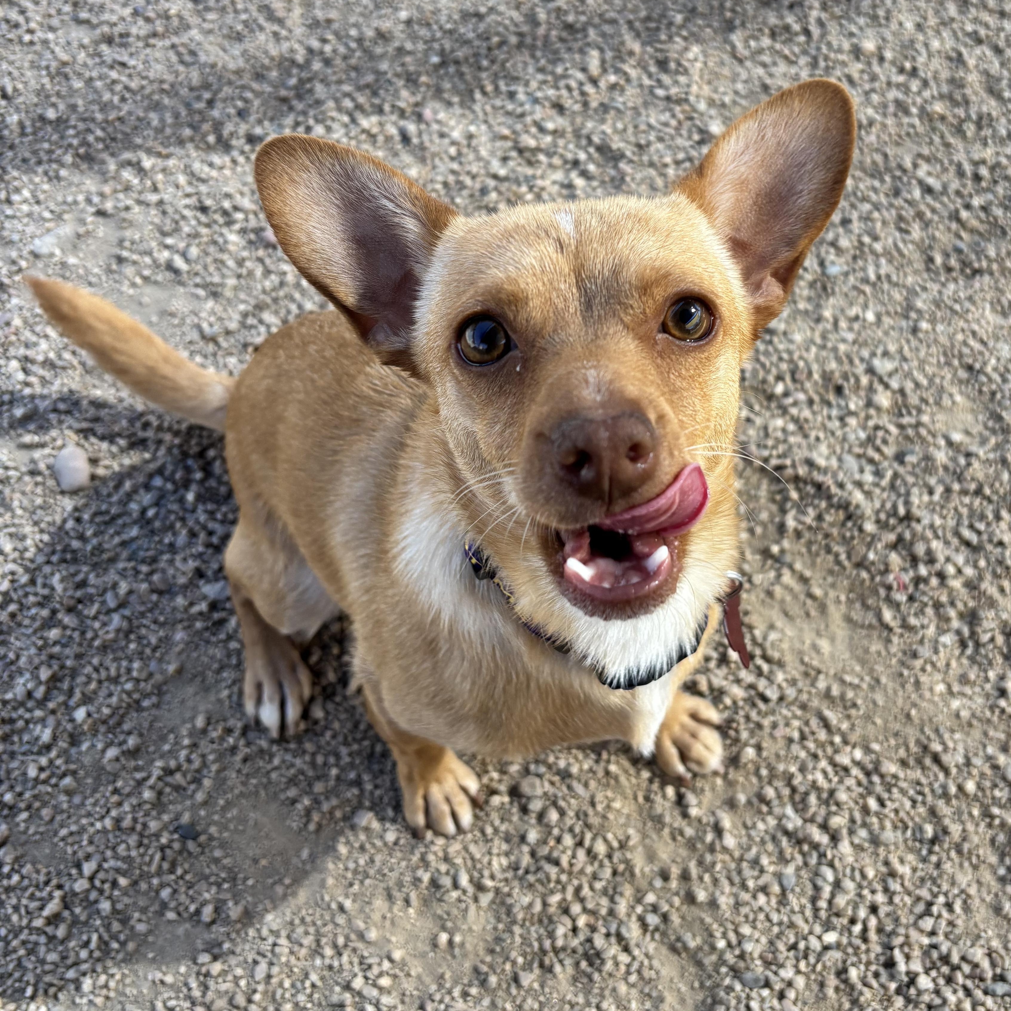 Enlarge Jitterbug, an adopted Chihuahua in Phoenix, AZ image 3/6