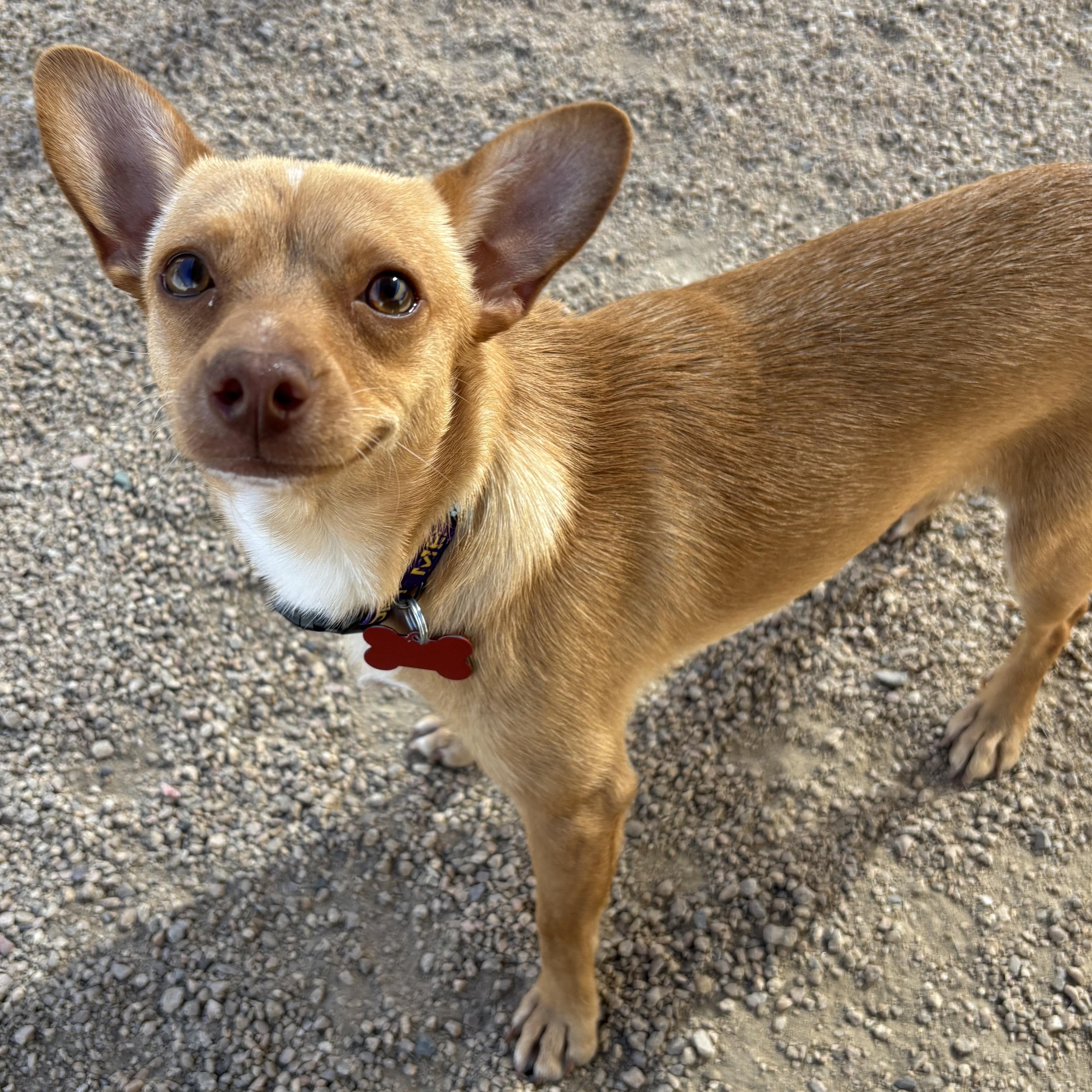 Enlarge Jitterbug, an adopted Chihuahua in Phoenix, AZ image 6/6