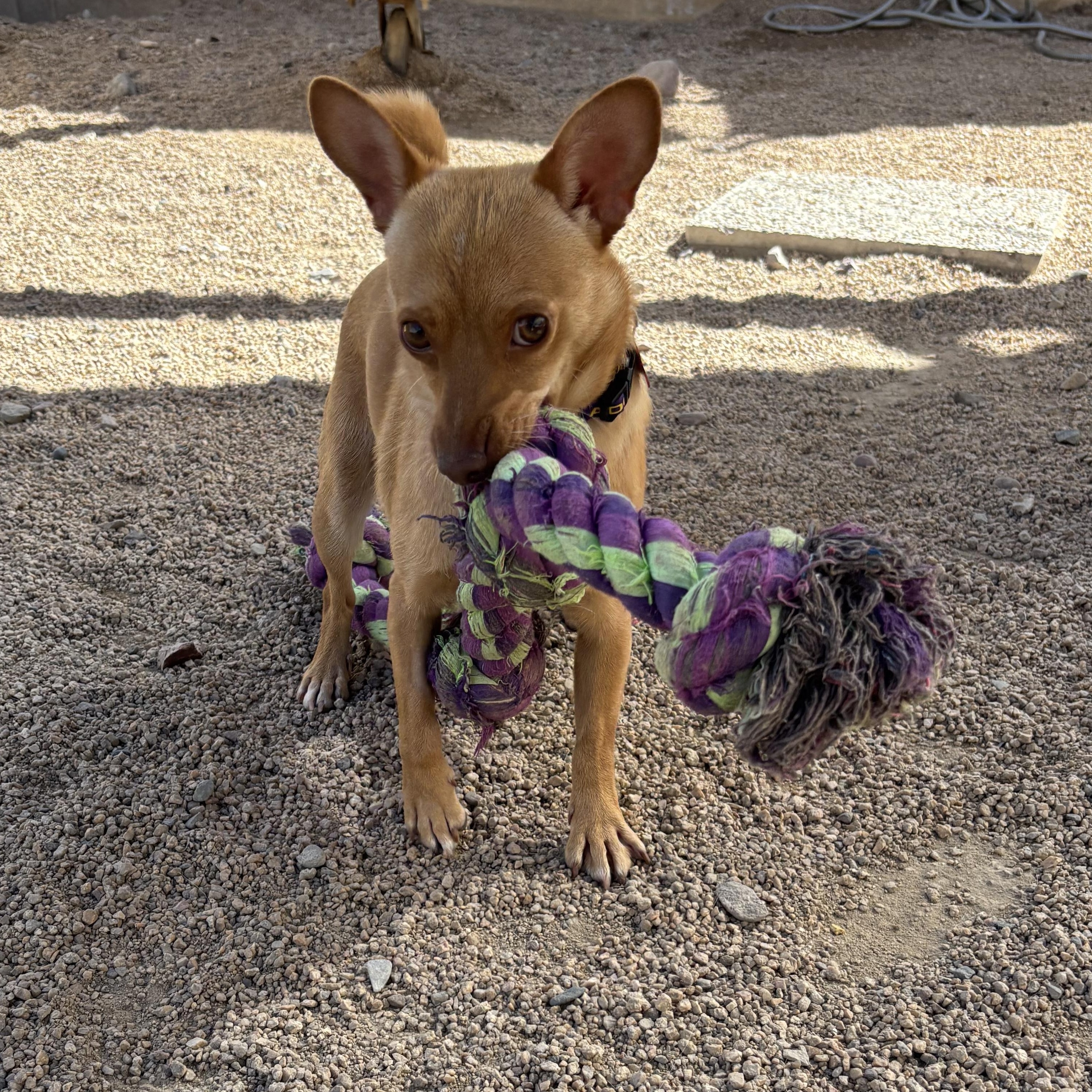 Enlarge Jitterbug, an adopted Chihuahua in Phoenix, AZ image 5/6