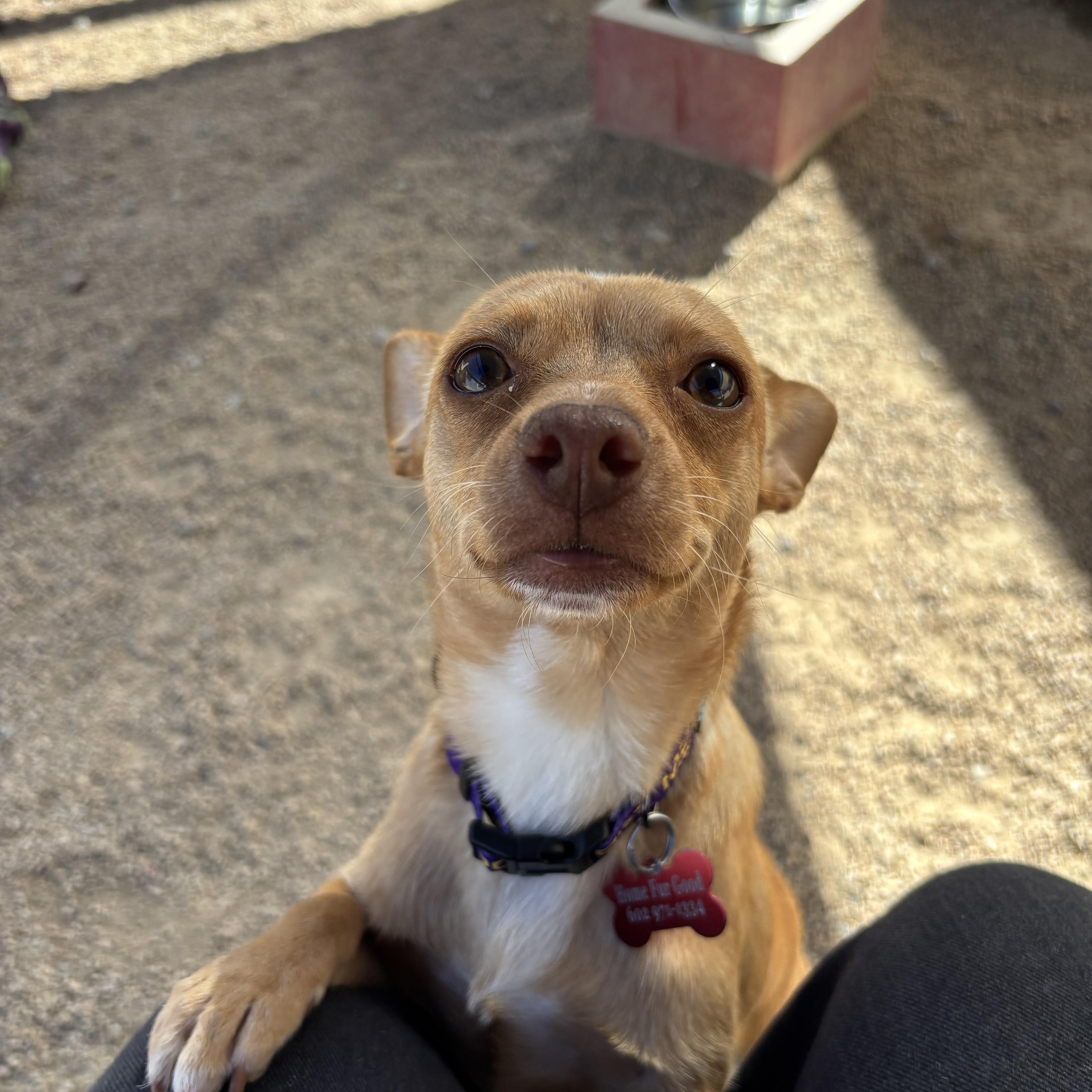 Enlarge Jitterbug, an adopted Chihuahua in Phoenix, AZ image 4/6