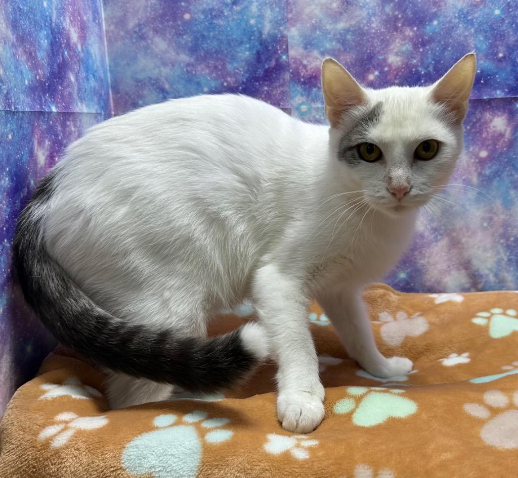 June, a Adoptable mixed breed in Washington Court House, OH image 2/2