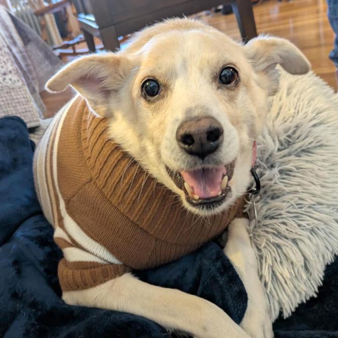 Enlarge Buddy, a Adoptable mixed breed in Brooklyn, NY image 2/5