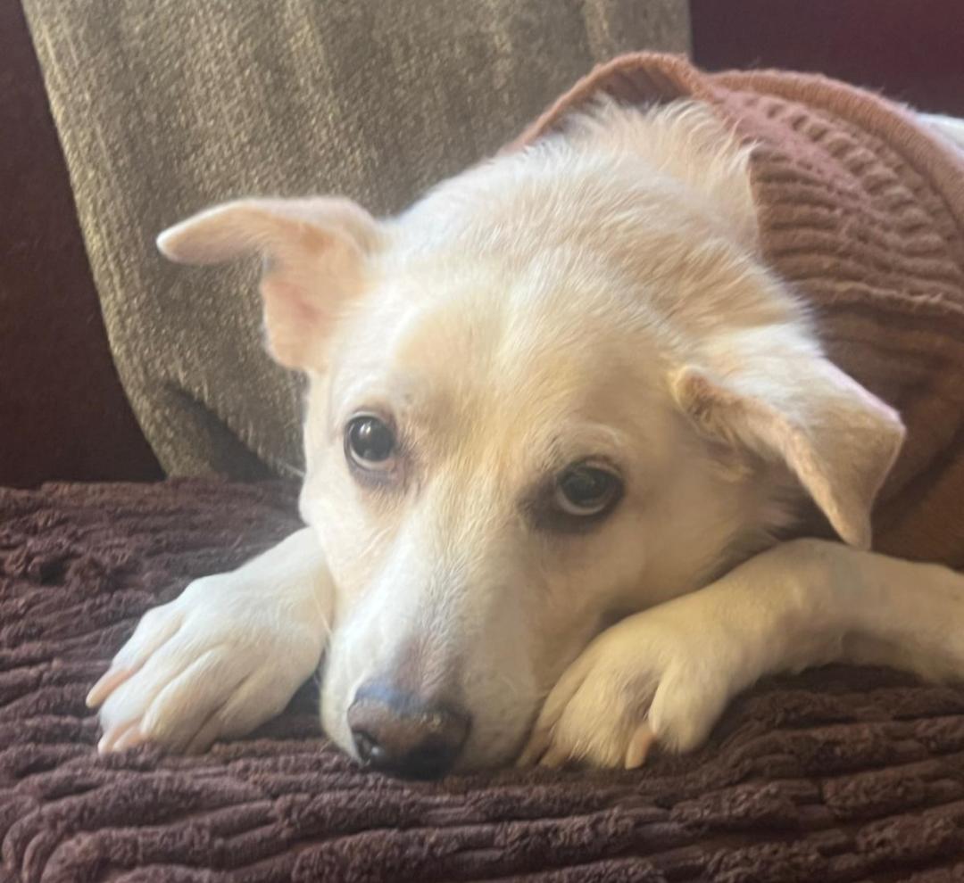 Buddy, Adoptable, Adult Male Labrador Retriever.